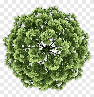 Top View Of A Green Tree PNG