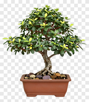 Bonsai Fig Tree With Yellow Leaves PNG