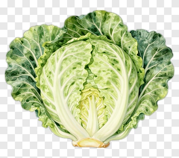 Watercolor Illustration Of Cabbage PNG