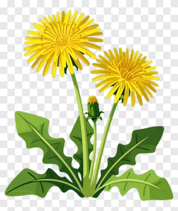 Dandelion Flower With Bud And Leaves PNG