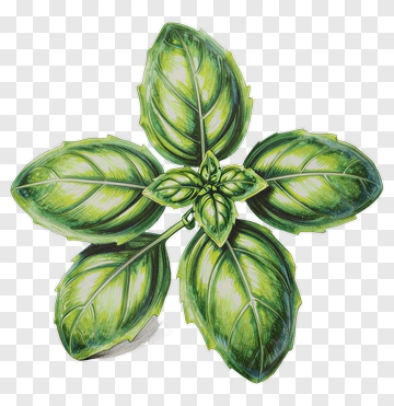 Hand-drawn Basil Leaf PNG
