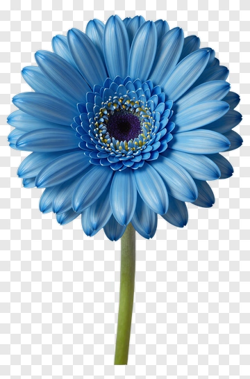 Blue Gerbera Daisy PNG