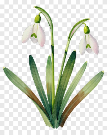 Snowdrop Flower Illustration PNG