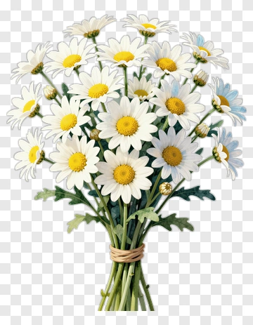 Bouquet Of White Daisy Flowers PNG