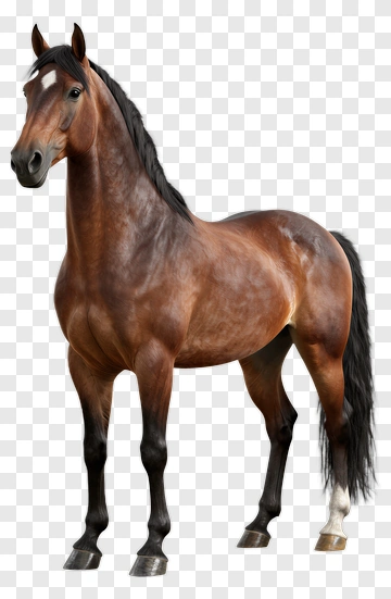 Brown Horse With Black Mane And Tail PNG