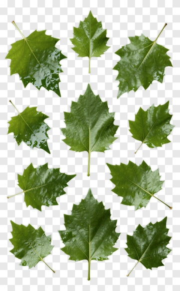 Green Leaves With Water Droplets PNG