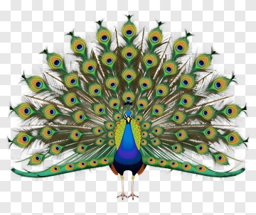Peacock With Spread Tail Feathers PNG