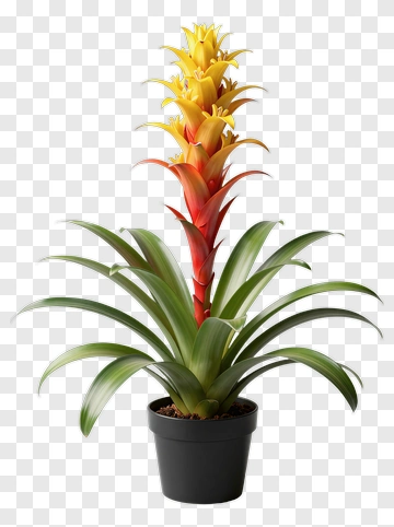 Bromeliad With Yellow And Red Flowers PNG