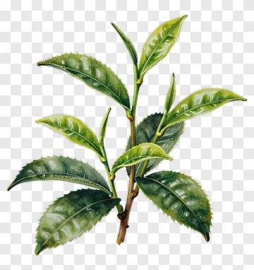 Tea Leaf Branch PNG