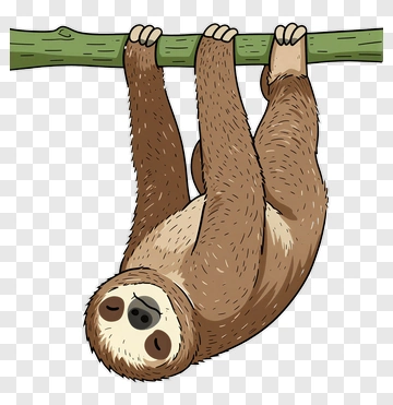 Sloth Hanging From Tree Branch PNG