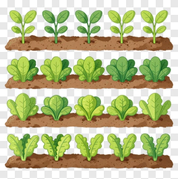 Rows Of Growing Vegetable Plants PNG