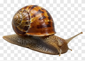 Snail PNG