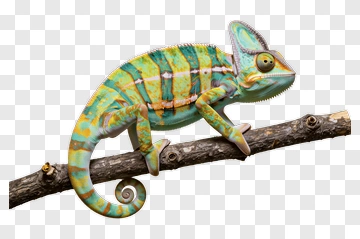 Chameleon On Branch PNG
