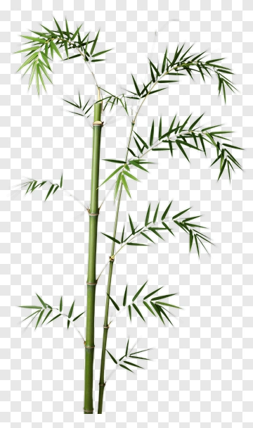 Bamboo PNG