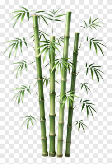 Bamboo PNG