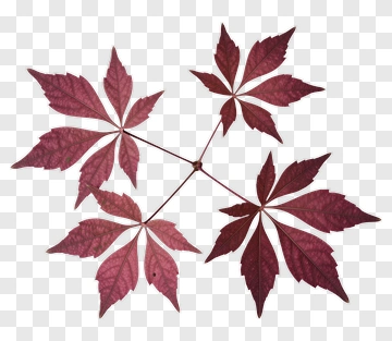 Red Leaf PNG