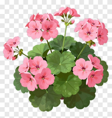 Pink Geranium Flower Plant PNG