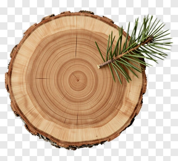 Tree Trunk Cross Section With Pine Branch PNG