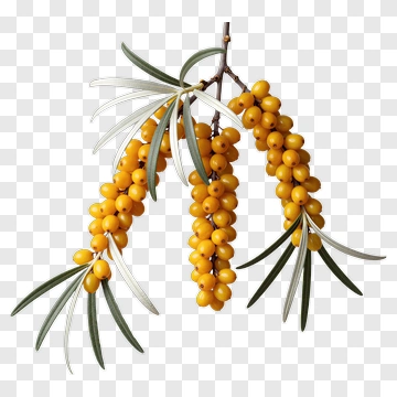 Sandwich Berry Branch With Yellow Fruits PNG