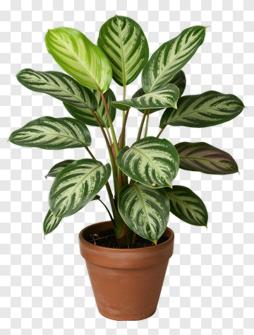 Calathea In Terracotta Pot PNG