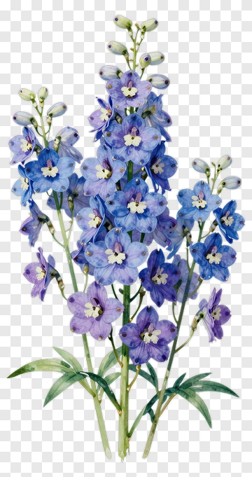 Blue And Purple Delphinium Flowers PNG