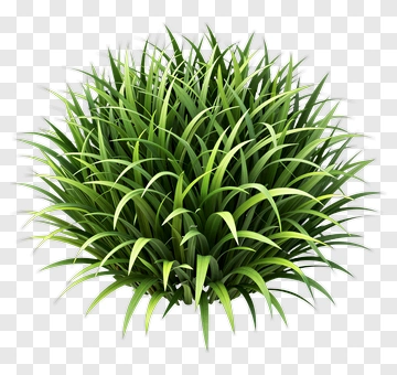 3D Grass Cluster PNG