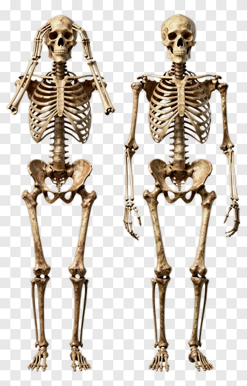Two Skeletons Standing Together PNG