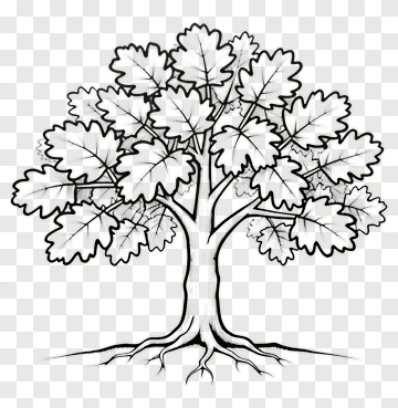 Hand Drawn Tree With Roots PNG
