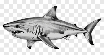 Hand Drawn Shark PNG