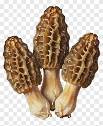 Morel Mushroom PNG