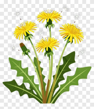 Dandelion Flower With Seeds PNG
