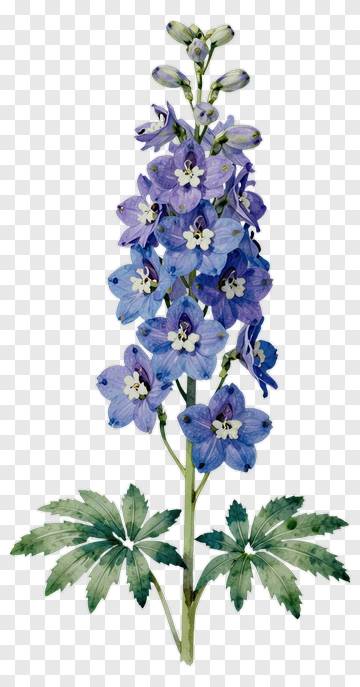 Blue Delphinium Flower With Green Leaves PNG