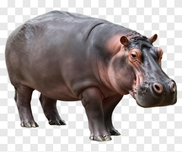 Hippo PNG