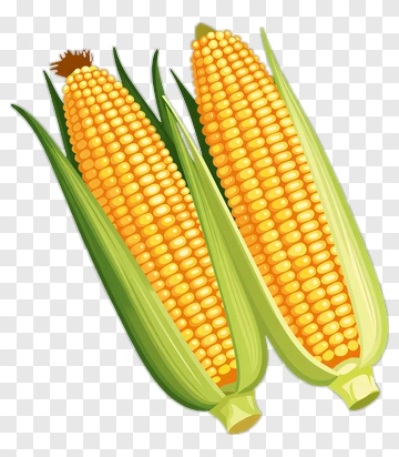Two Corn Cobs PNG