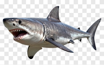 Great White Shark PNG