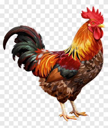 Rooster PNG