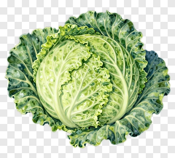 Fresh Cabbage PNG