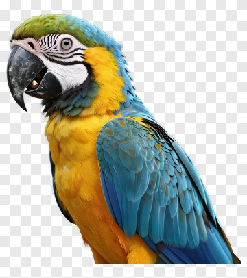 Blue And Yellow Parrot PNG