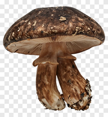 Brown Mushroom With Speckled Cap PNG