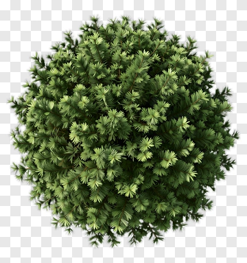 Top View Of A Dense Green Tree PNG