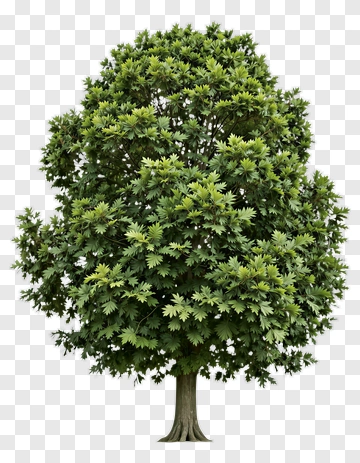 Tree With Dense Green Leaves PNG