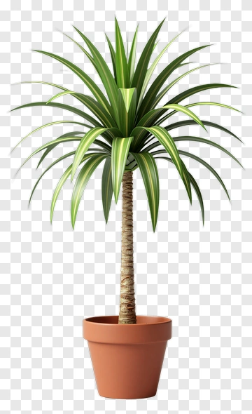 Dracaena Plant In Terracotta Pot PNG