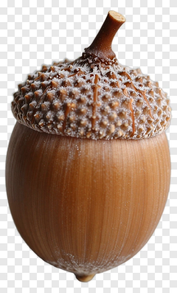 Acorn With Textured Cap And Stem PNG
