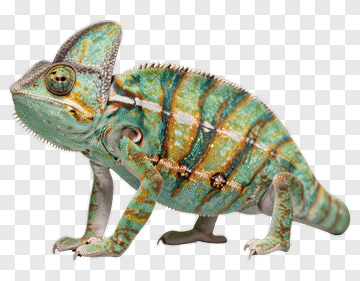 Chameleon PNG
