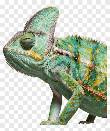 Chameleon With Green And Yellow Pattern PNG