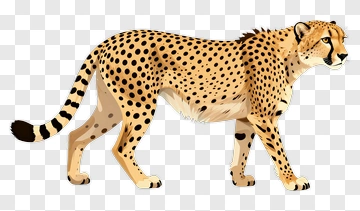 Cheetah In Flat Style PNG