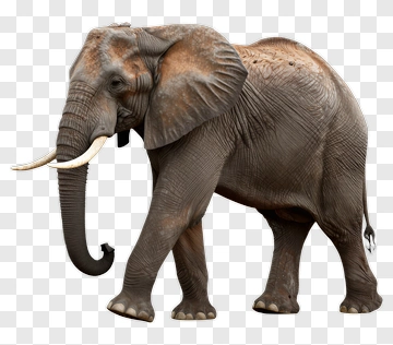 Elephant With Tusks Walking PNG