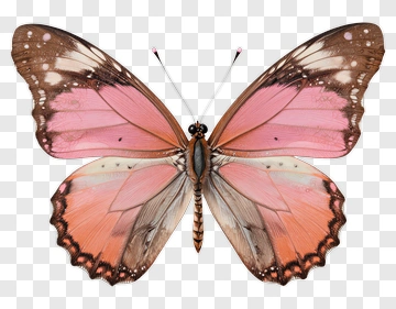 Pink And Orange Butterfly PNG