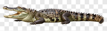 Crocodile PNG