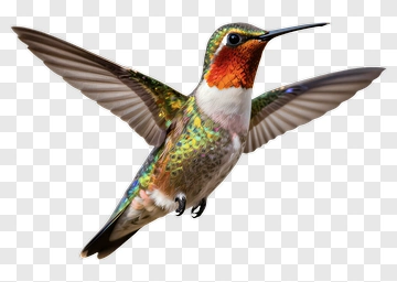 Hummingbird In Flight PNG